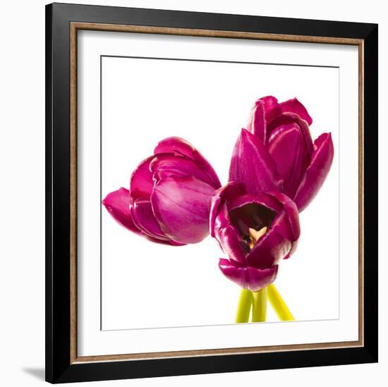 Tulip Trio III-Joseph Eta-Framed Giclee Print