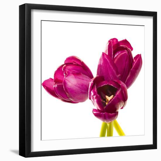 Tulip Trio III-Joseph Eta-Framed Giclee Print