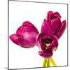 Tulip Trio III-Joseph Eta-Mounted Giclee Print