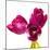 Tulip Trio III-Joseph Eta-Mounted Giclee Print