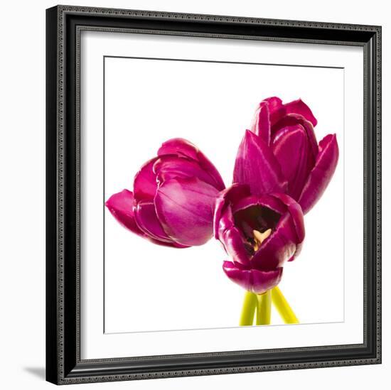 Tulip Trio III-Joseph Eta-Framed Giclee Print