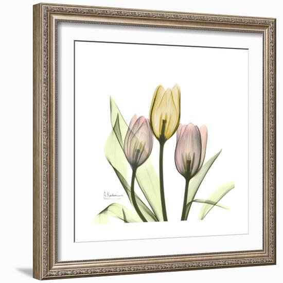 Tulip Trio-Albert Koetsier-Framed Art Print