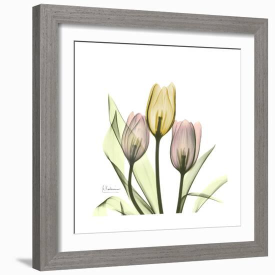 Tulip Trio-Albert Koetsier-Framed Art Print