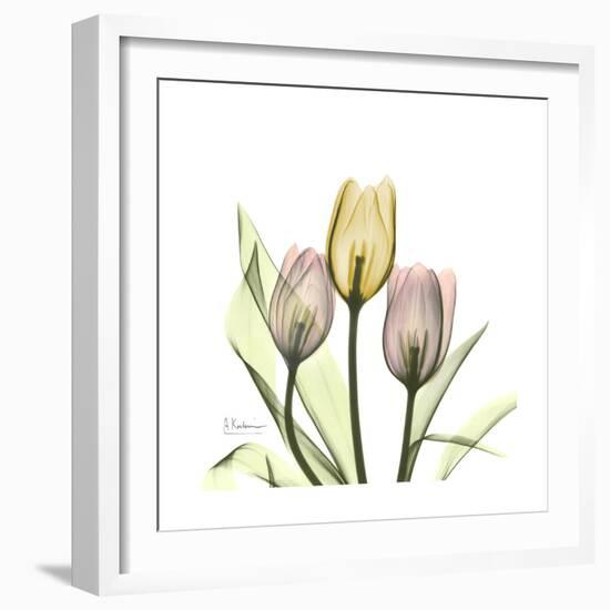 Tulip Trio-Albert Koetsier-Framed Art Print