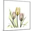 Tulip Trio-Albert Koetsier-Mounted Art Print