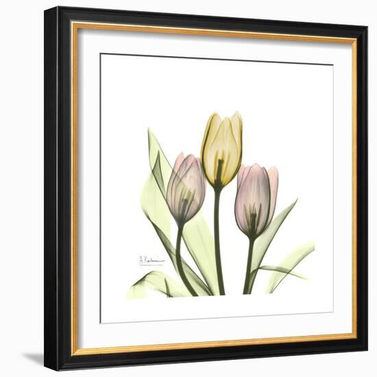 Tulip Trio-Albert Koetsier-Framed Art Print