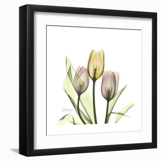 Tulip Trio-Albert Koetsier-Framed Art Print