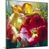 Tulip Trio-Elizabeth Horning-Mounted Giclee Print