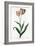 Tulip Tulip-Georg Dionysius Ehret-Framed Giclee Print