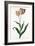 Tulip Tulip-Georg Dionysius Ehret-Framed Giclee Print