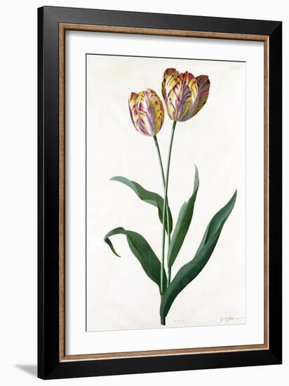 Tulip Tulip-Georg Dionysius Ehret-Framed Giclee Print