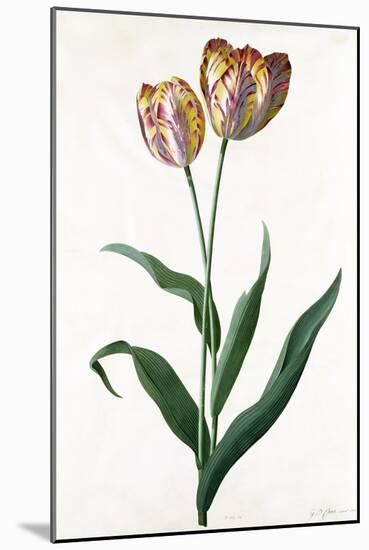 Tulip Tulip-Georg Dionysius Ehret-Mounted Giclee Print