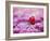 Tulip (Tulipa), Alkmaar, Netherlands (Holland), Europe-Thorsten Milse-Framed Photographic Print