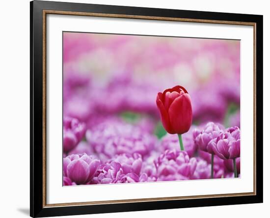 Tulip (Tulipa), Alkmaar, Netherlands (Holland), Europe-Thorsten Milse-Framed Photographic Print