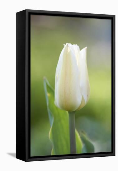 Tulip, Tulipa, Blossom, White, Close Up-David & Micha Sheldon-Framed Premier Image Canvas