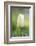 Tulip, Tulipa, Blossom, White, Close Up-David & Micha Sheldon-Framed Photographic Print