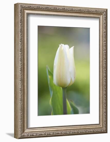 Tulip, Tulipa, Blossom, White, Close Up-David & Micha Sheldon-Framed Photographic Print