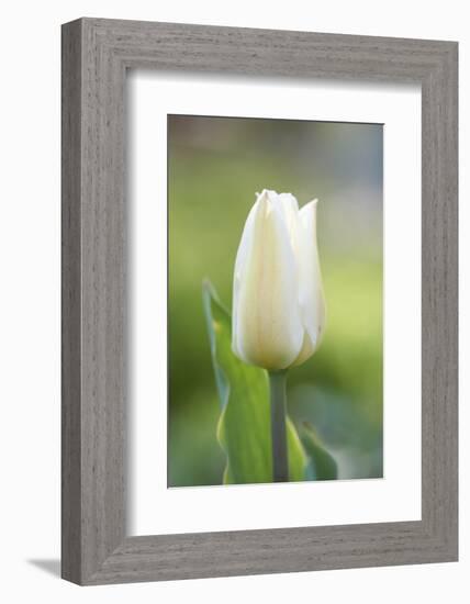 Tulip, Tulipa, Blossom, White, Close Up-David & Micha Sheldon-Framed Photographic Print