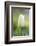 Tulip, Tulipa, Blossom, White, Close Up-David & Micha Sheldon-Framed Photographic Print