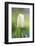 Tulip, Tulipa, Blossom, White, Close Up-David & Micha Sheldon-Framed Photographic Print