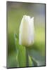 Tulip, Tulipa, Blossom, White, Close Up-David & Micha Sheldon-Mounted Photographic Print