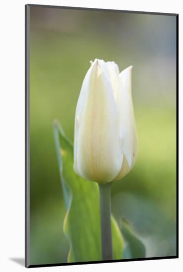 Tulip, Tulipa, Blossom, White, Close Up-David & Micha Sheldon-Mounted Photographic Print