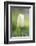 Tulip, Tulipa, Blossom, White, Close Up-David & Micha Sheldon-Framed Photographic Print