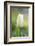 Tulip, Tulipa, Blossom, White, Close Up-David & Micha Sheldon-Framed Photographic Print