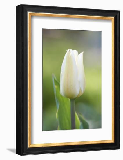 Tulip, Tulipa, Blossom, White, Close Up-David & Micha Sheldon-Framed Photographic Print