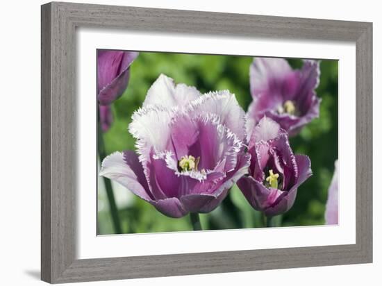 Tulip (Tulipa 'Blue Hevoa')-Dr. Keith Wheeler-Framed Photographic Print