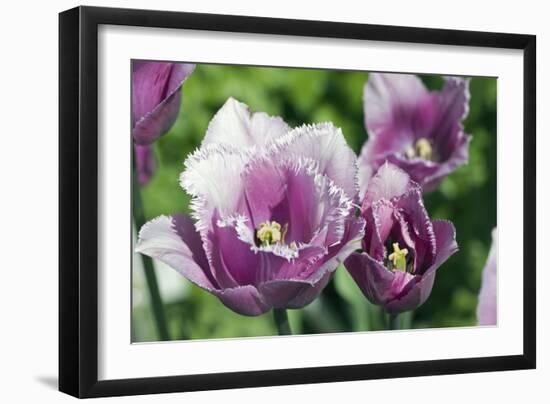 Tulip (Tulipa 'Blue Hevoa')-Dr. Keith Wheeler-Framed Photographic Print