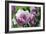 Tulip (Tulipa 'Blue Hevoa')-Dr. Keith Wheeler-Framed Photographic Print