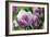 Tulip (Tulipa 'Blue Hevoa')-Dr. Keith Wheeler-Framed Photographic Print