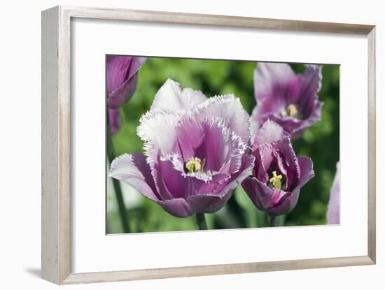 Tulip (Tulipa 'Blue Hevoa')-Dr. Keith Wheeler-Framed Photographic Print