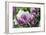 Tulip (Tulipa 'Blue Hevoa')-Dr. Keith Wheeler-Framed Photographic Print