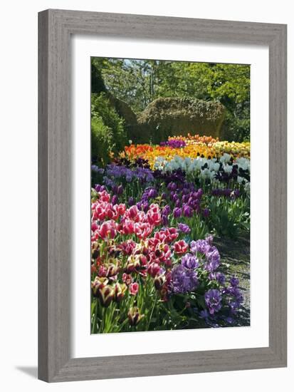 Tulip (Tulipa Sp.) Borders-Dr. Keith Wheeler-Framed Photographic Print