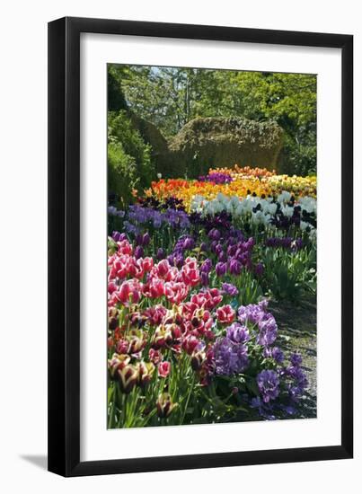 Tulip (Tulipa Sp.) Borders-Dr. Keith Wheeler-Framed Photographic Print