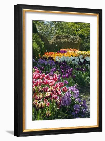 Tulip (Tulipa Sp.) Borders-Dr. Keith Wheeler-Framed Photographic Print