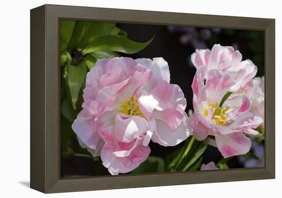 Tulip (Tulipa Sp.)-Dr. Keith Wheeler-Framed Premier Image Canvas