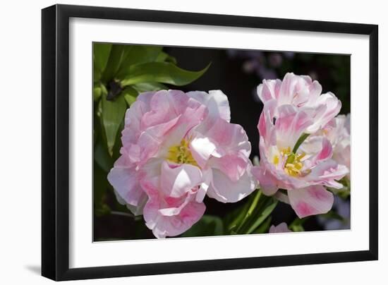 Tulip (Tulipa Sp.)-Dr. Keith Wheeler-Framed Photographic Print