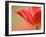 Tulip, (Tulipa Spec.), Bielefeld, Germany-Thorsten Milse-Framed Photographic Print