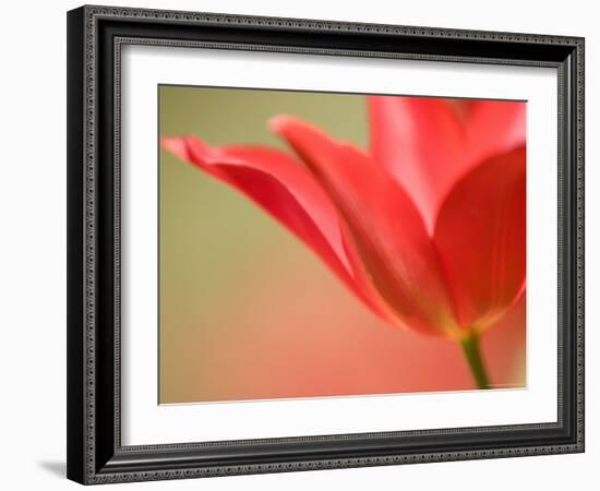 Tulip, (Tulipa Spec.), Bielefeld, Germany-Thorsten Milse-Framed Photographic Print