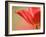 Tulip, (Tulipa Spec.), Bielefeld, Germany-Thorsten Milse-Framed Photographic Print