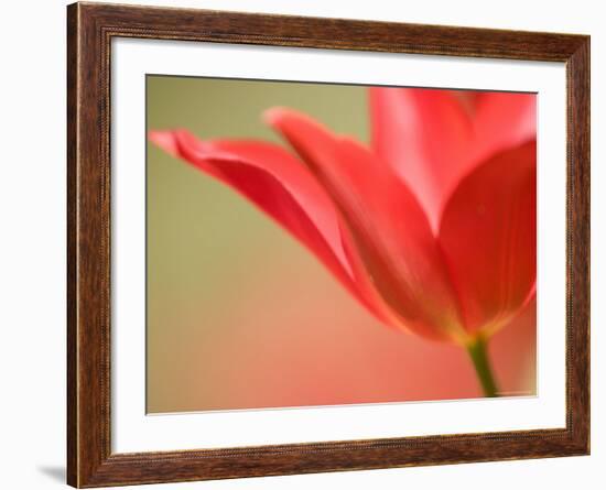 Tulip, (Tulipa Spec.), Bielefeld, Germany-Thorsten Milse-Framed Photographic Print