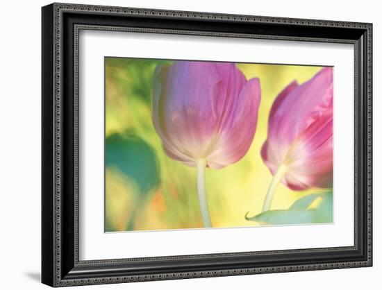 Tulip Twirl-Karin Connolly-Framed Art Print