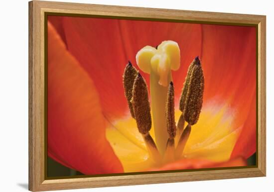 Tulip Up Close I-Lee Peterson-Framed Premier Image Canvas