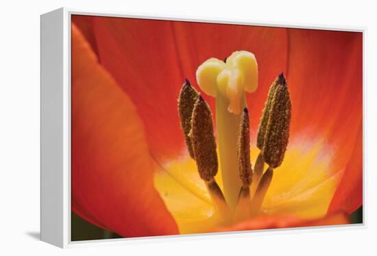 Tulip Up Close I-Lee Peterson-Framed Premier Image Canvas