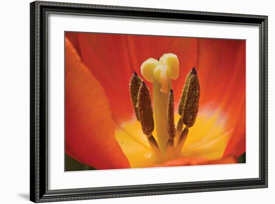 Tulip Up Close I-Lee Peterson-Framed Photographic Print