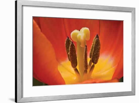 Tulip Up Close I-Lee Peterson-Framed Photographic Print