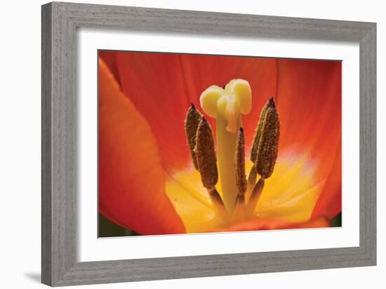 Tulip Up Close I-Lee Peterson-Framed Photographic Print